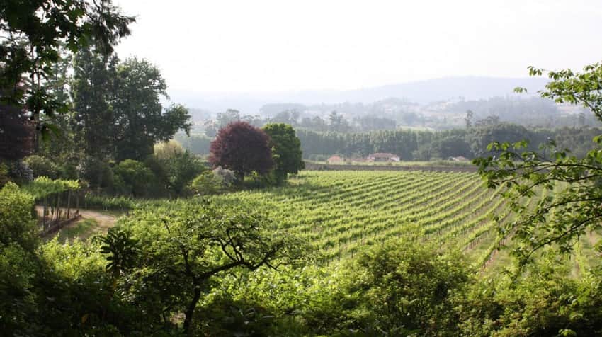 vinho verde